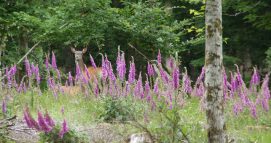 Amicale des Chasseurs