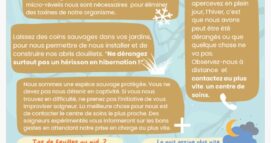 La saison de l’hibernation des hérissons arrive et avec elle, quelques bons gestes à adopter.