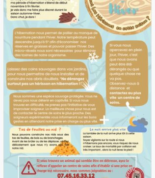 La saison de l’hibernation des hérissons arrive et avec elle, quelques bons gestes à adopter.